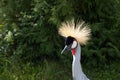 Portrait of a crowned crane bird against a background of lush greenery. Close-up of the head of a beautiful crowned Royalty Free Stock Photo