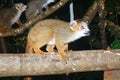 Portrait of crowned lemur Eulemur coronatus Ankarana National Park. The crowned lemur is endemic to the dry deciduous forests of Royalty Free Stock Photo