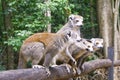 Portrait of crowned lemur Eulemur coronatus Ankarana National Park. The crowned lemur is endemic to the dry deciduous forests of Royalty Free Stock Photo