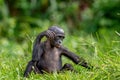 Portrait of Cub chimpanzee Bonobo. Green natural background.