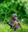 Portrait of Cub chimpanzee Bonobo. Green natural background.
