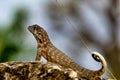 Cuban Curlytail Lizard, Leiocephalus cubensis taken in Trinidad, Cuba.