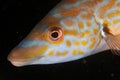 Portrait of a cuckoo wrasse (Labrus mixtus) Royalty Free Stock Photo