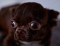 Portrait of a cuite scared brown chihuahua pup Royalty Free Stock Photo