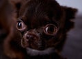 Portrait of a cuite scared crying brown chihuahua pup Royalty Free Stock Photo