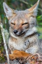 Portrait of the cunning fox Royalty Free Stock Photo