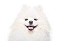 Portrait of a cunning Pomeranian Spitz