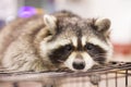 Portrait of a cunning raccoon. Closeup Royalty Free Stock Photo