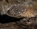 Portrait of a Cunningham's spiny-tailed skink basking on a tree trunk with blur background
