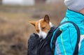 Curios Basenji dog sitting inside of comfortable master backpack and looking around