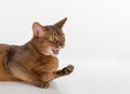 Portrait Curious Abyssinian cat lying on ground. Angry and threaten. Isolated on white background