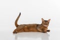 Portrait Curious Abyssinian cat lying on ground and looking straight. Tail is up. Isolated on white background