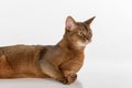 Portrait Curious and Angry Abyssinian cat lying on ground and looking back. Isolated on white background