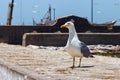 Portrait of the curious big adult yellow-legged seagull in the Essaouira harbour. Morocco Royalty Free Stock Photo