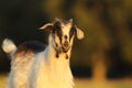 Portrait of curious billygoat