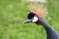 Portrait of a curious bird: crowned crane.