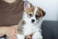 Portrait of curious brown white puppy of welsh pembroke corgi sitting with raised ear on legs of unrecognizable woman.