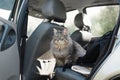 Portrait of a curious cat sitting in the car. Gray, furry cat amusingly looking out of the car with green eyes.