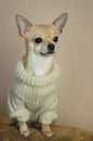 Portrait of curious Chihuahua wearing light knitted