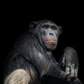 Portrait of curious Chimpanzee like asking a question, at black Royalty Free Stock Photo