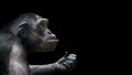 Portrait of curious Chimpanzee like asking a question, at black