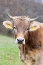 portrait of curious cow at the farm Royalty Free Stock Photo