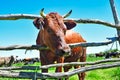 Portrait of a curious cow Royalty Free Stock Photo