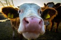 Portrait of curious cows kissing the camera. Piave river, Santa Giustina, Belluno, Italy