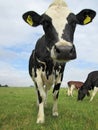 Portrait of a curious dairy cow stood in a field Royalty Free Stock Photo