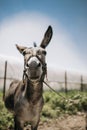 Portrait of curious dark brown donkey on the blurry background of a meadow and greenhouse outdoors. Cute funny animal outdoors at Royalty Free Stock Photo
