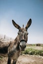 Portrait of curious dark brown donkey on the blurry background of a meadow and greenhouse outdoors. Cute funny animal outdoors at Royalty Free Stock Photo