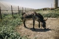 Portrait of curious dark brown donkey on the blurry background of a meadow and greenhouse outdoors. Cute funny animal outdoors at Royalty Free Stock Photo