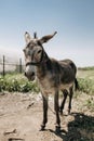 Portrait of curious dark brown donkey on the blurry background of a meadow and greenhouse outdoors. Cute funny animal outdoors at Royalty Free Stock Photo