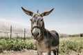 Portrait of curious dark brown donkey on the blurry background of a meadow and greenhouse outdoors. Cute funny animal outdoors at Royalty Free Stock Photo