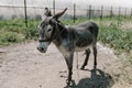 Portrait of curious dark brown donkey on the blurry background of a meadow and greenhouse outdoors. Cute funny animal outdoors at Royalty Free Stock Photo