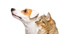 Portrait of curious dog Jack Russell Terrier and cat Scottish Straight Royalty Free Stock Photo