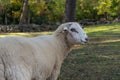 Portrait of a curious domesticated sheep in a farm.