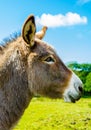 Portrait Of A Curious Donkey