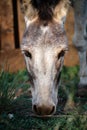 Portrait of a curious donkey grazing in a pen in the countryside on the farm looking at the camera Royalty Free Stock Photo