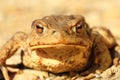 Portrait of curious funny brown toad Royalty Free Stock Photo