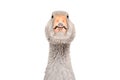 Portrait of a curious funny goose Royalty Free Stock Photo
