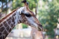 Portrait of a curious giraffe