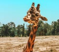 Portrait of a curious giraffe camelopardalis over a blue sky with white clouds in a wildlife sanctuary near Toronto, Canada, Royalty Free Stock Photo