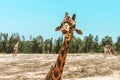 Portrait of a curious giraffe camelopardalis over a blue sky with white clouds in a wildlife sanctuary near Toronto, Canada, Royalty Free Stock Photo