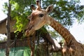 Portrait of a curious giraffe (Giraffa camelopardalis)