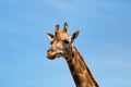 Portrait of a curious giraffe (Giraffa camelopardalis) over blue sky with white clouds in wildlife sanctuary. Royalty Free Stock Photo