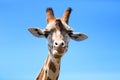 Portrait of a curious giraffe (Giraffa camelopardalis) over blue Royalty Free Stock Photo