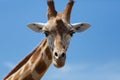 Portrait of a curious giraffe (Giraffa camelopardalis) over blue Royalty Free Stock Photo