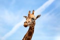 Portrait of a curious giraffe (Giraffa camelopardalis) over blue Royalty Free Stock Photo