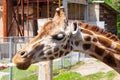 Portrait of a curious giraffe Giraffa camelopardalis over blue sky with white clouds in wildlife sanctuary Royalty Free Stock Photo